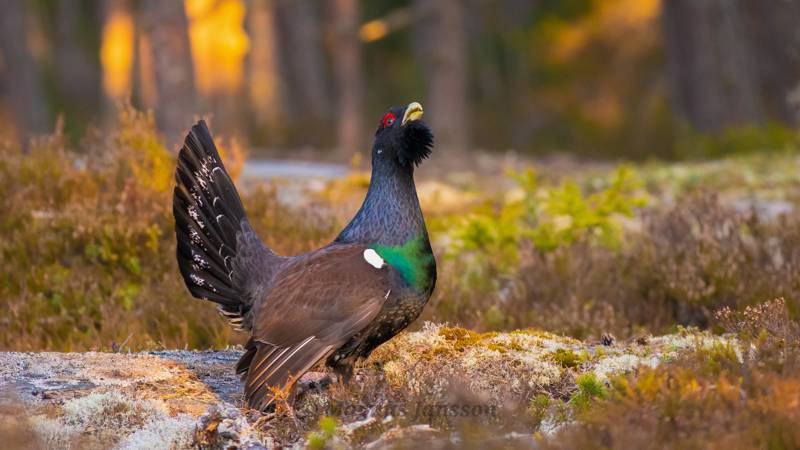 miljo-tjaderspelet-i-malsattra-huvudbild.jpg