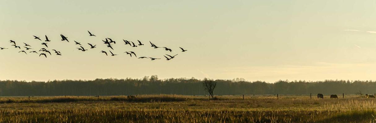 Artskyddets utveckling – en fördjupningskurs  